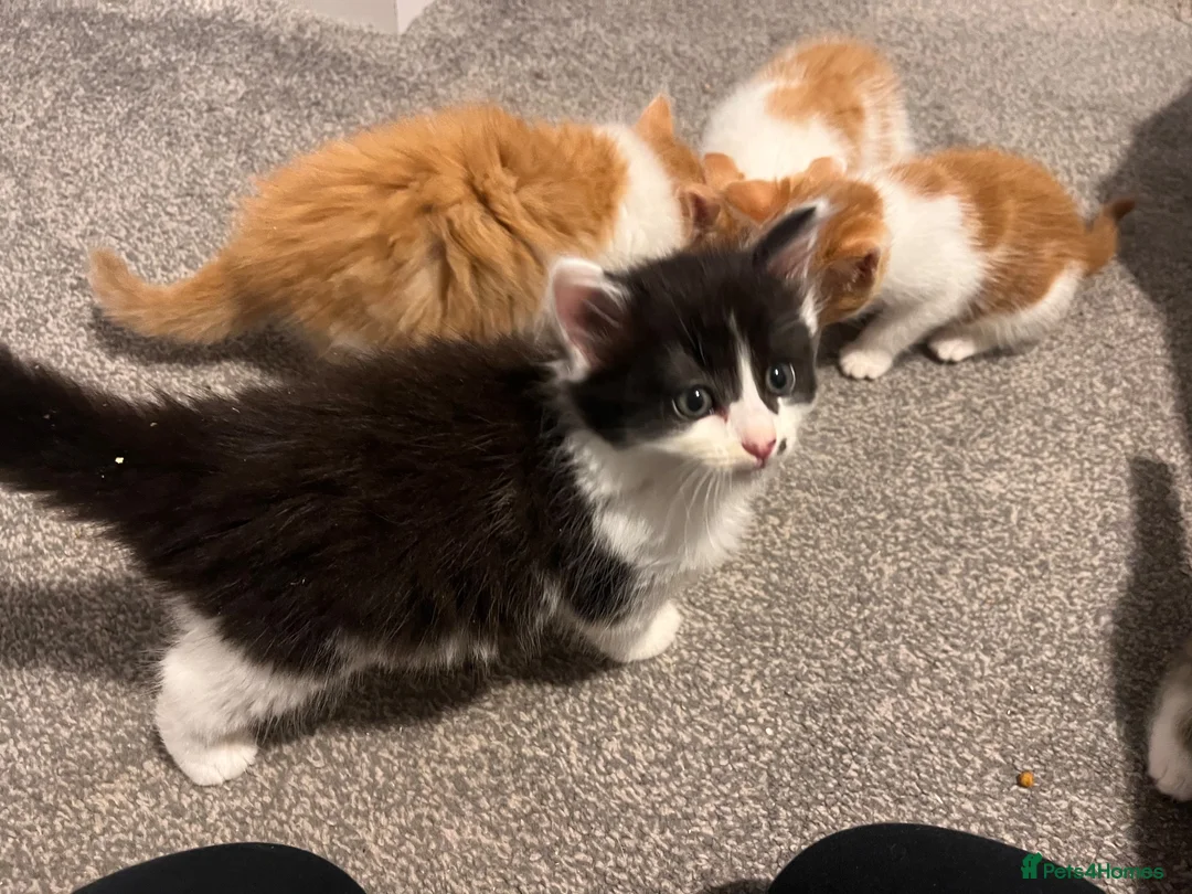 Mixed Breed cats for sale: Ginger, tuxedo and calico kittens - Advert 2