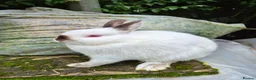 Netherland Dwarf rabbits for sale: 3 young Netherland dwarf rabbits for sale £50 in Manchester - Advert 2