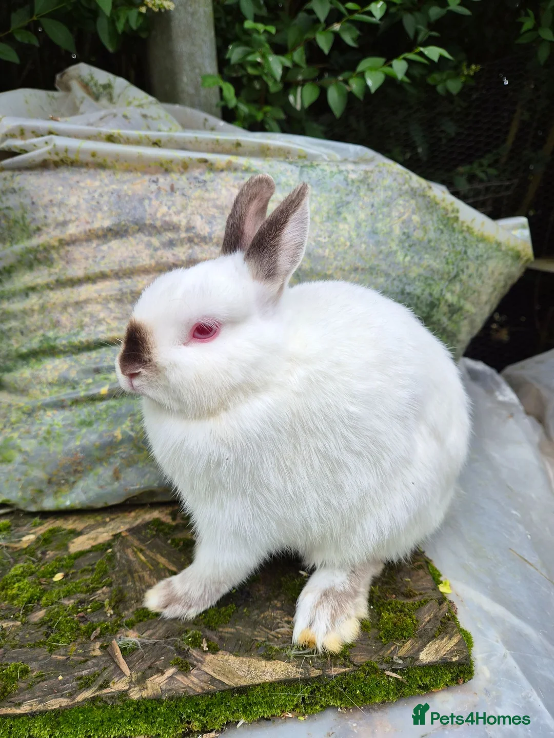 Netherland Dwarf rabbits for sale: 3 young Netherland dwarf rabbits for sale £50 in Manchester - Advert 2