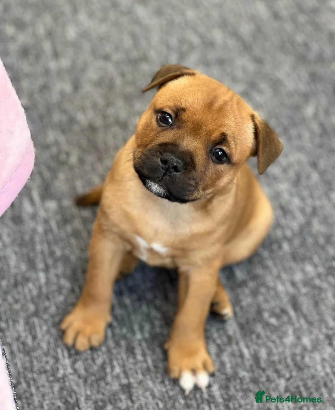 Staffordshire Bull Terrier dogs for stud: 🥨CHIEF CHAMPION SIRED. 🥨🏆  in Rochdale - Advert 9