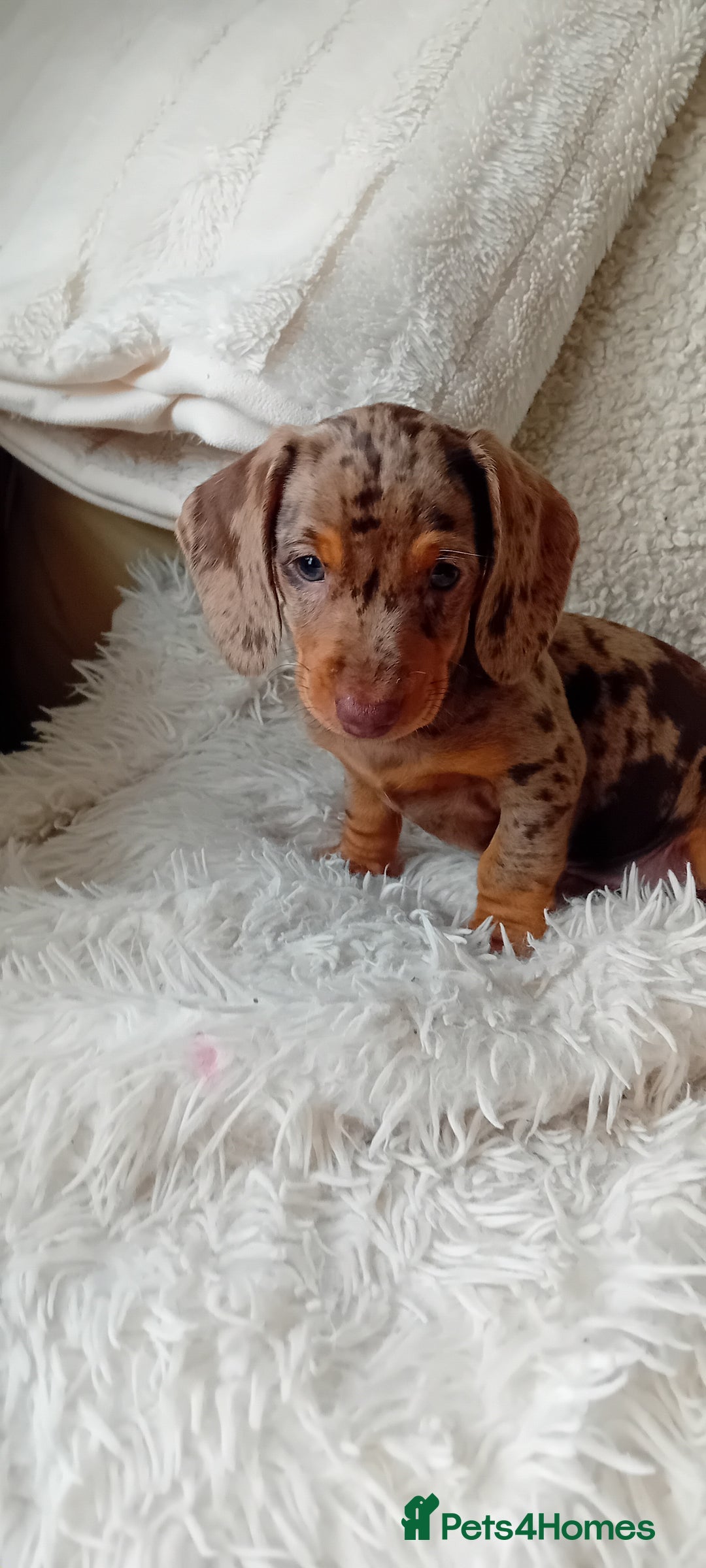 Miniature Dachshund dogs for sale: 2 dapple girls - Advert 4