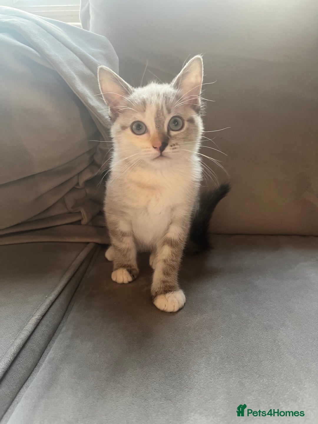 Ragdoll cats for sale: 2 half ragdoll kittens  - Advert 8