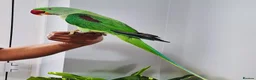 Parrots birds for sale: Beautiful hand tamed parrots for sale. - Advert 7