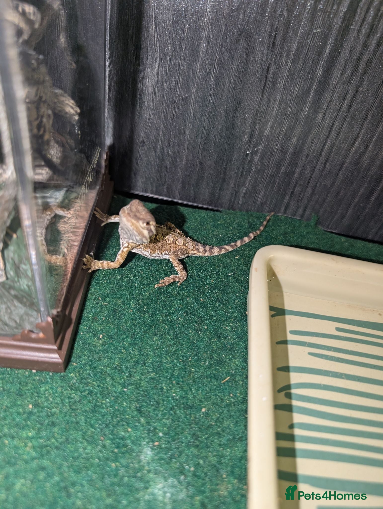 Bearded Dragon reptiles Vivarium & Rankin dragon (bearded dragon cousin) - Advert 2