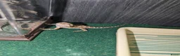 Bearded Dragon reptiles for sale: Vivarium & Rankin dragon (bearded dragon cousin) - Advert 2