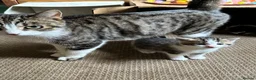 Mixed Breed cats for sale: Beautiful Kittens  in Newnham - Advert 8