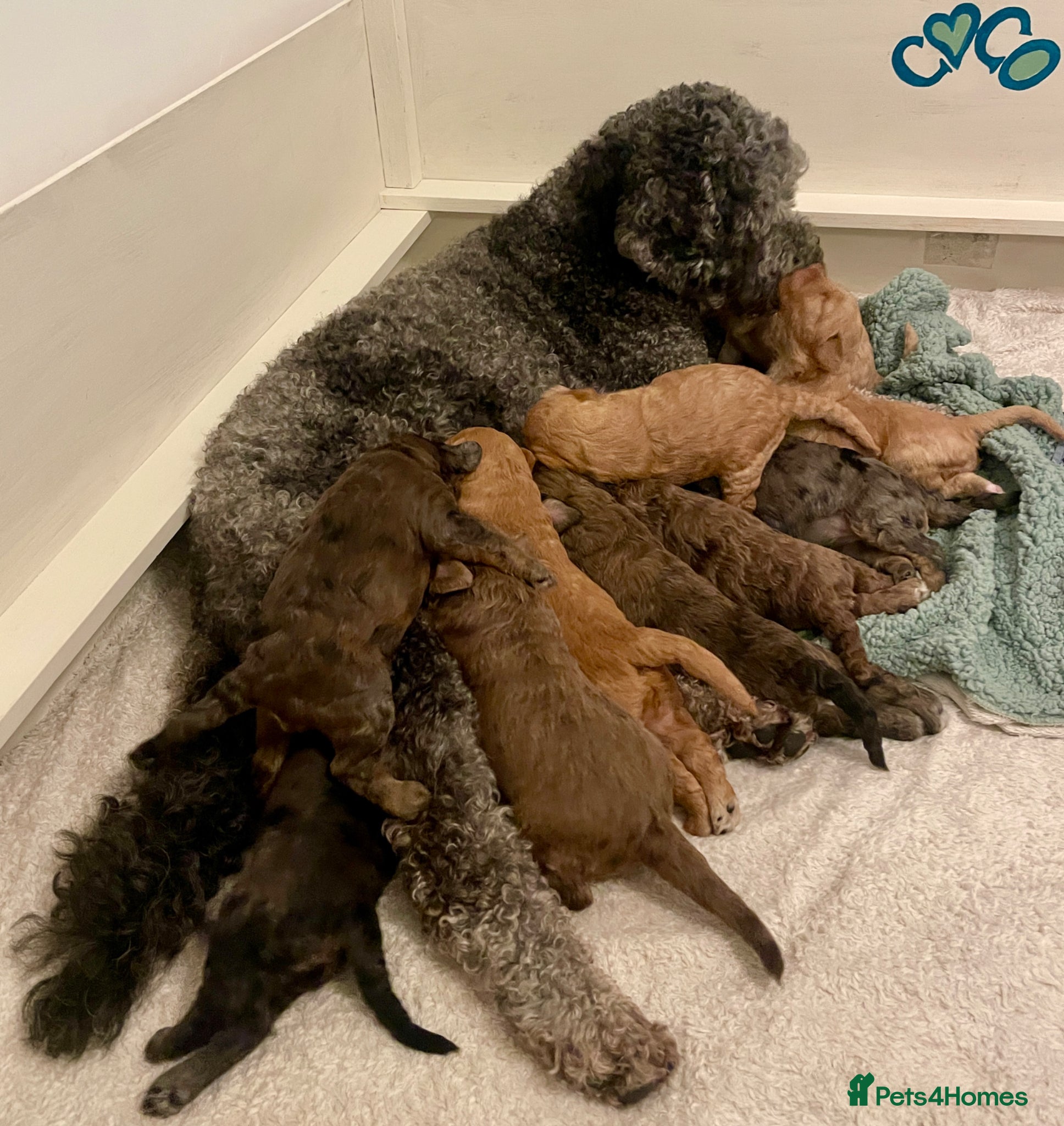 Double Doodle dogs Supreme Double Doodles - striking colours and coat - Advert 1