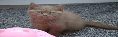 British Shorthair Kitten 2