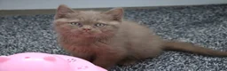 British Shorthair cats for sale: Chocolate Champion bloodline BSH - Advert 4