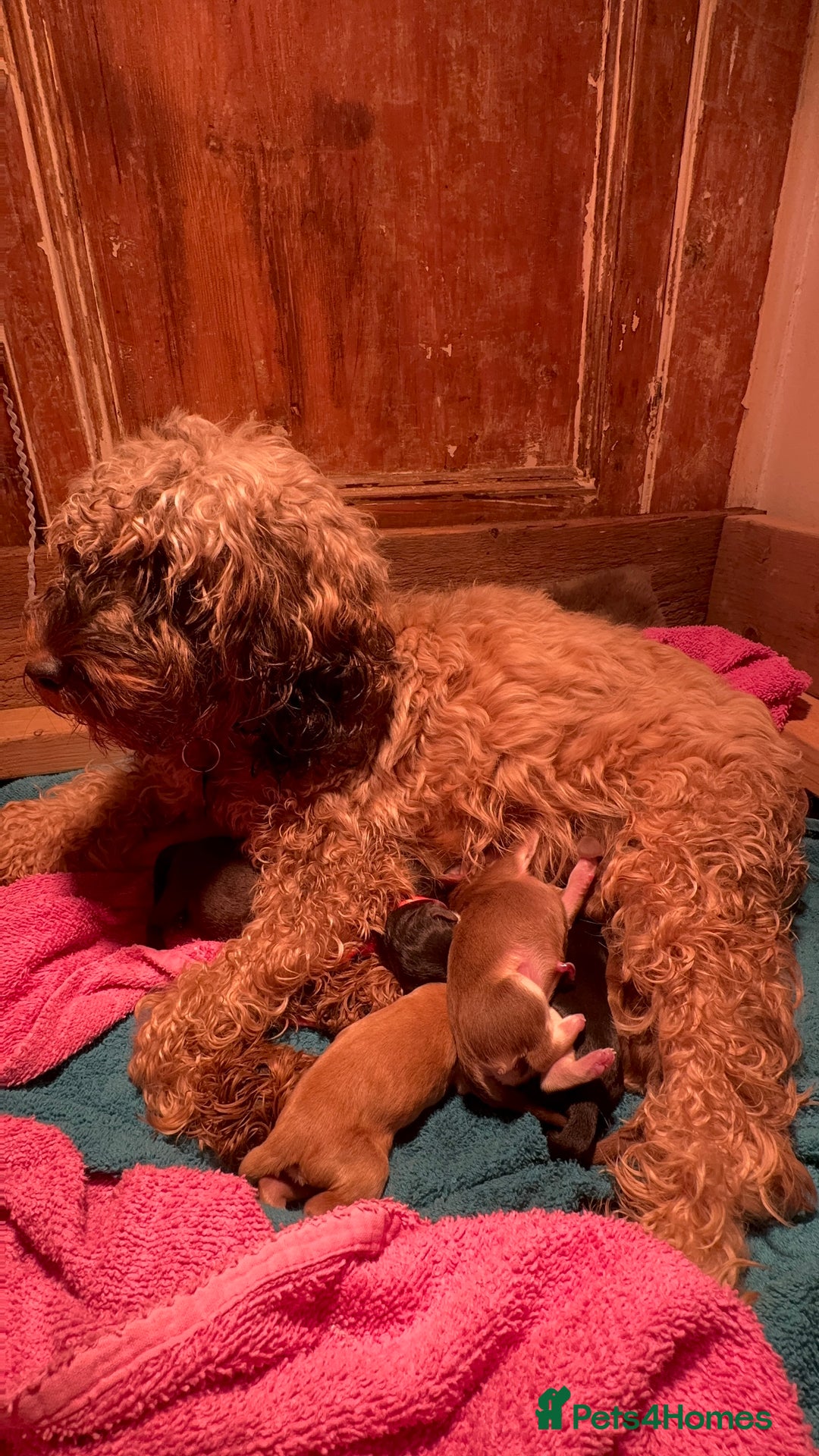 Cockapoo dogs for sale: Stable-tan-black cockapoos F2 - Advert 4