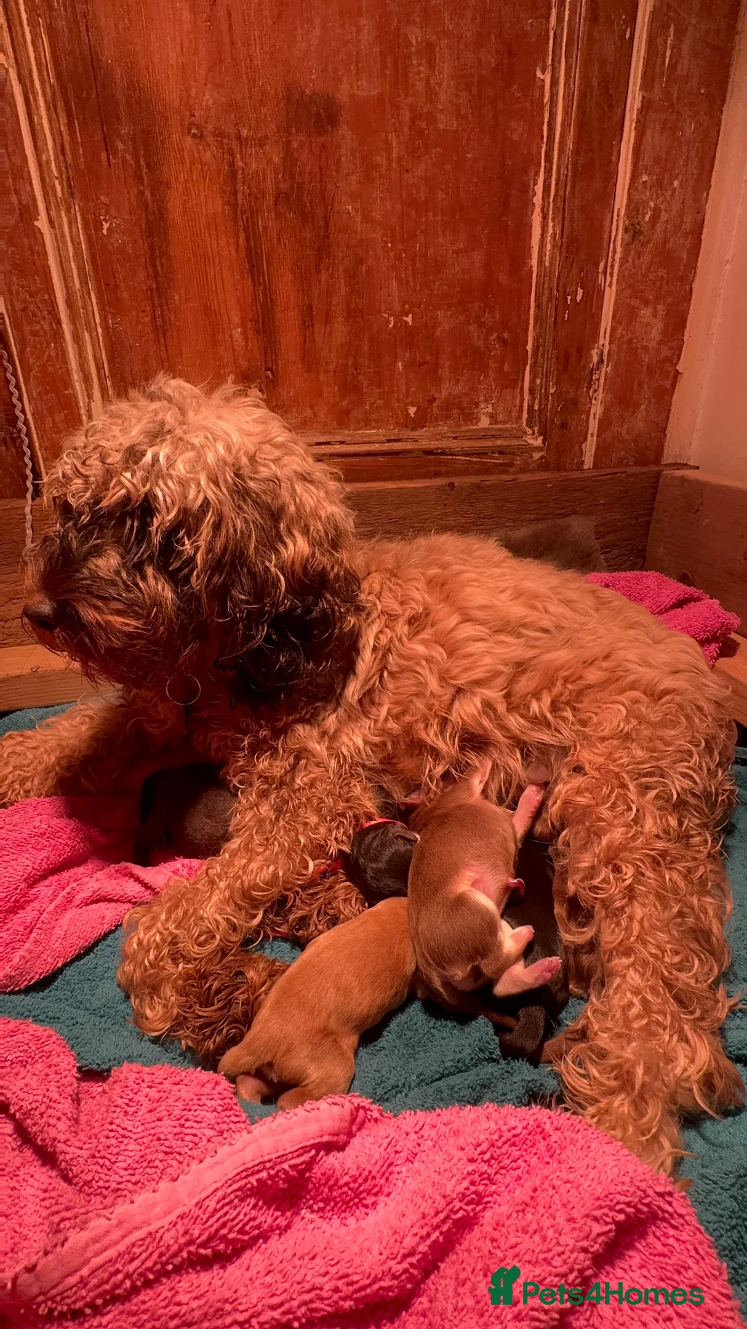 Cockapoo dogs for sale: Stable-tan-black cockapoos F2 - Advert 4