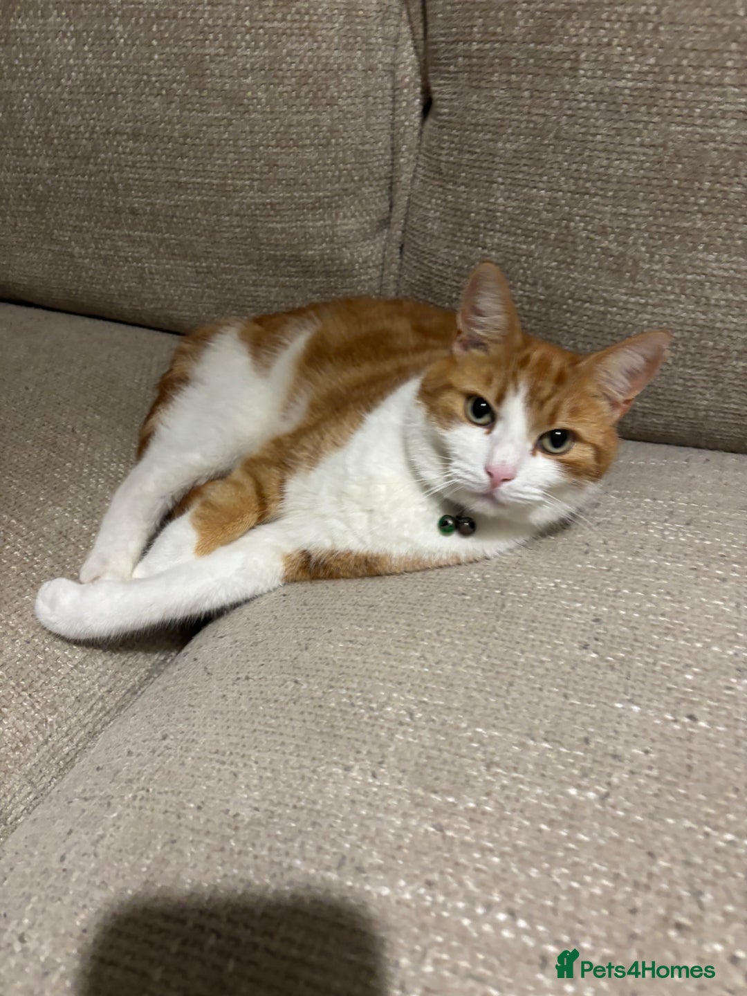 Mixed Breed cats for sale: 2 cats looking for new home  - Advert 3