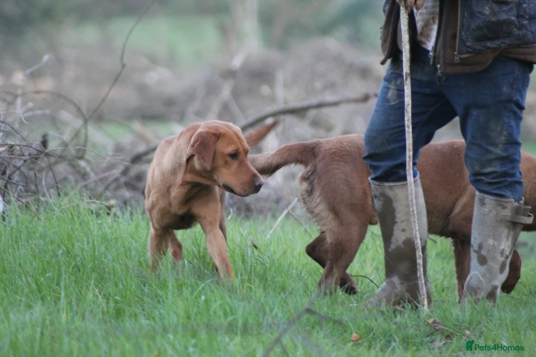 Labrador Retriever dogs for stud: Extensively Health Tested  Fox Red Labrador Stud in Totnes - Advert 5
