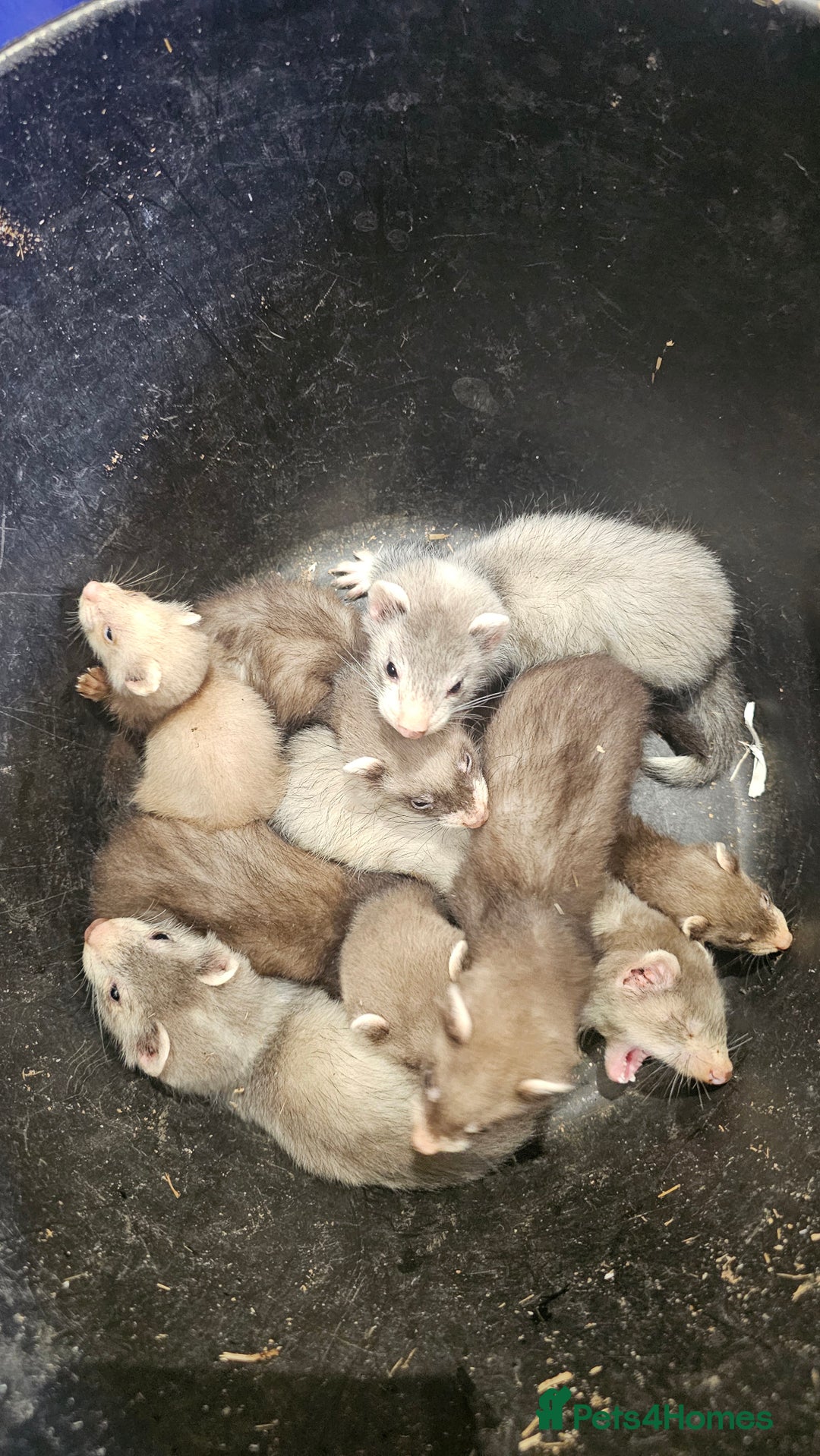 Ferret rodents for sale: Top Quality Ferret kits - Standard and Semi Micro - Image 4