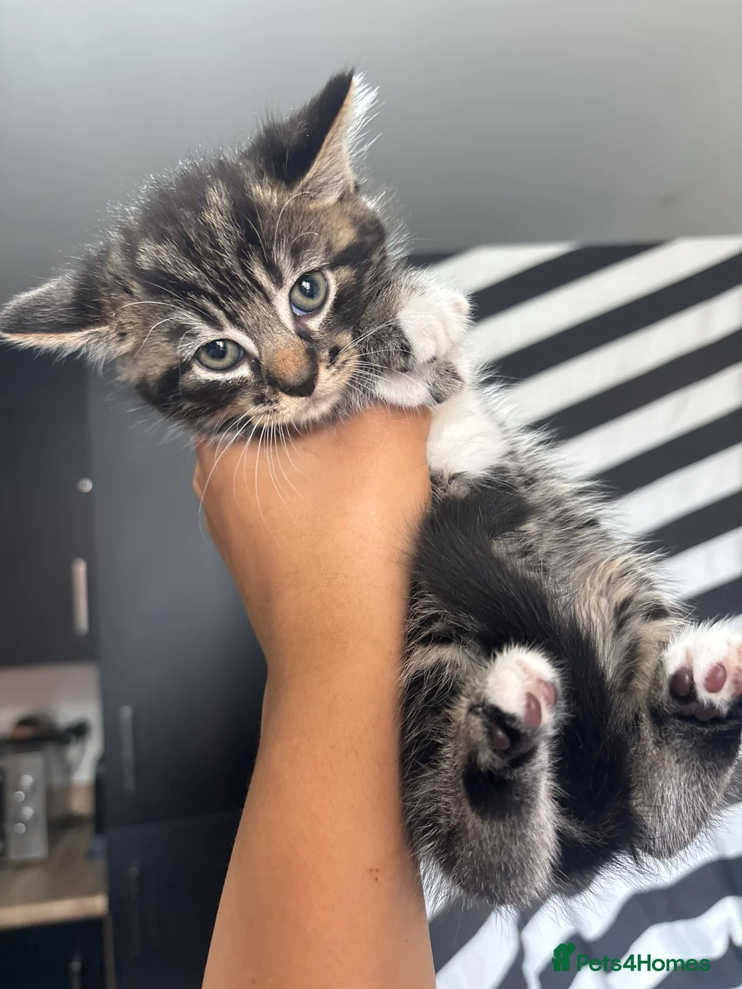 Mixed Breed cats for sale: Mainecoon x Tabby kittens  - Advert 4