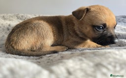 Mixed Breed dogs for sale: German Shepherd cross American bulldog puppies - Image 14