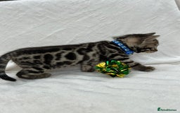 Bengal cats for sale: ❤️ GORGEOUS PURE BENGAL KITTENS ❤️ - Image 10
