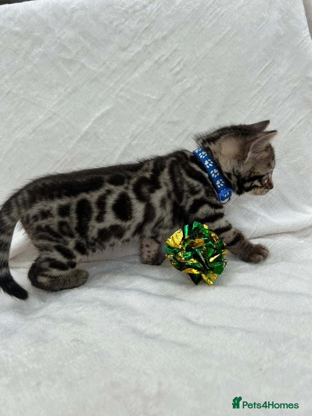 Bengal cats for sale: ❤️ GORGEOUS PURE BENGAL KITTENS ❤️ - Image 10