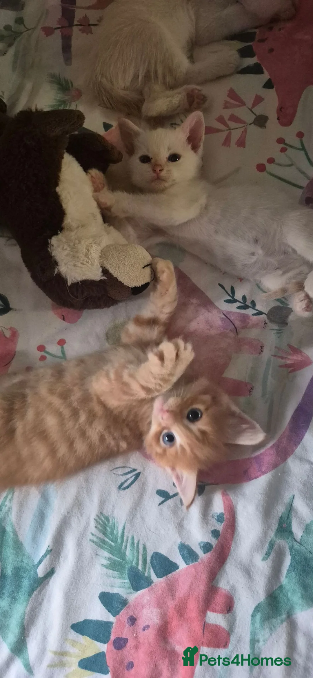 Bengal cats for sale: Cross bengal kittens £350 - Advert 2