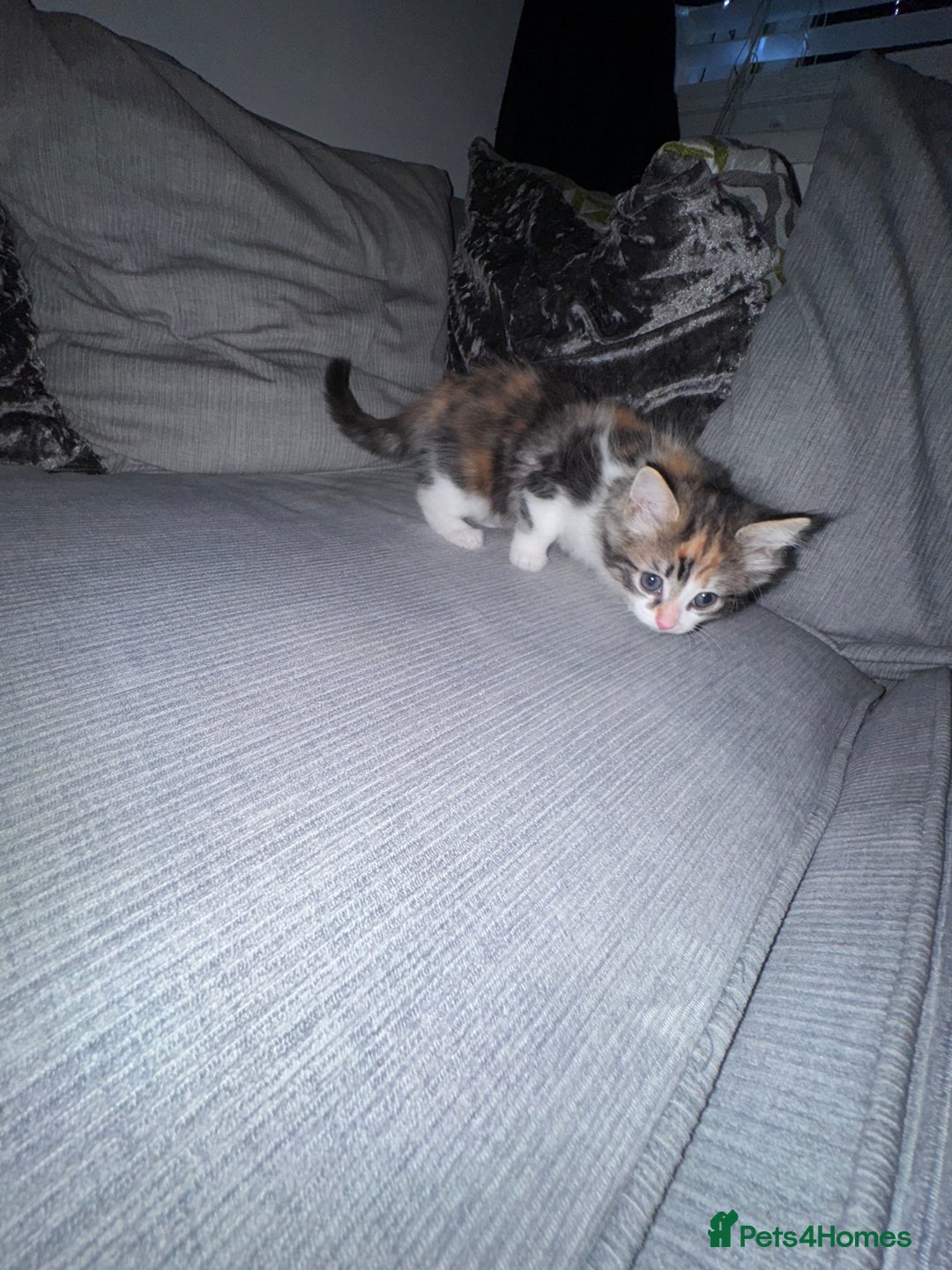 Ragdoll cats for sale: Stunning ragdoll x kittens  - Advert 4