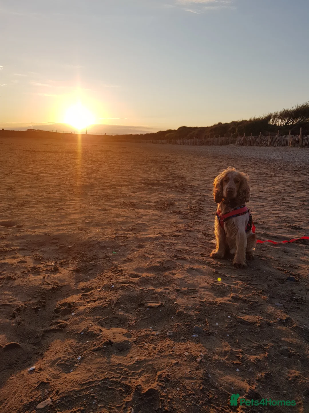 Cocker Spaniel dogs for stud: Proven Handsome Show Cocker Spaniel For Stud in Rochdale - Advert 27