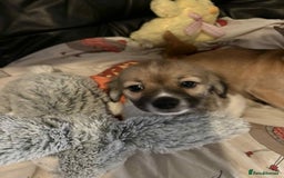 Mixed Breed dogs for sale: stunning little chishi  - Image 2