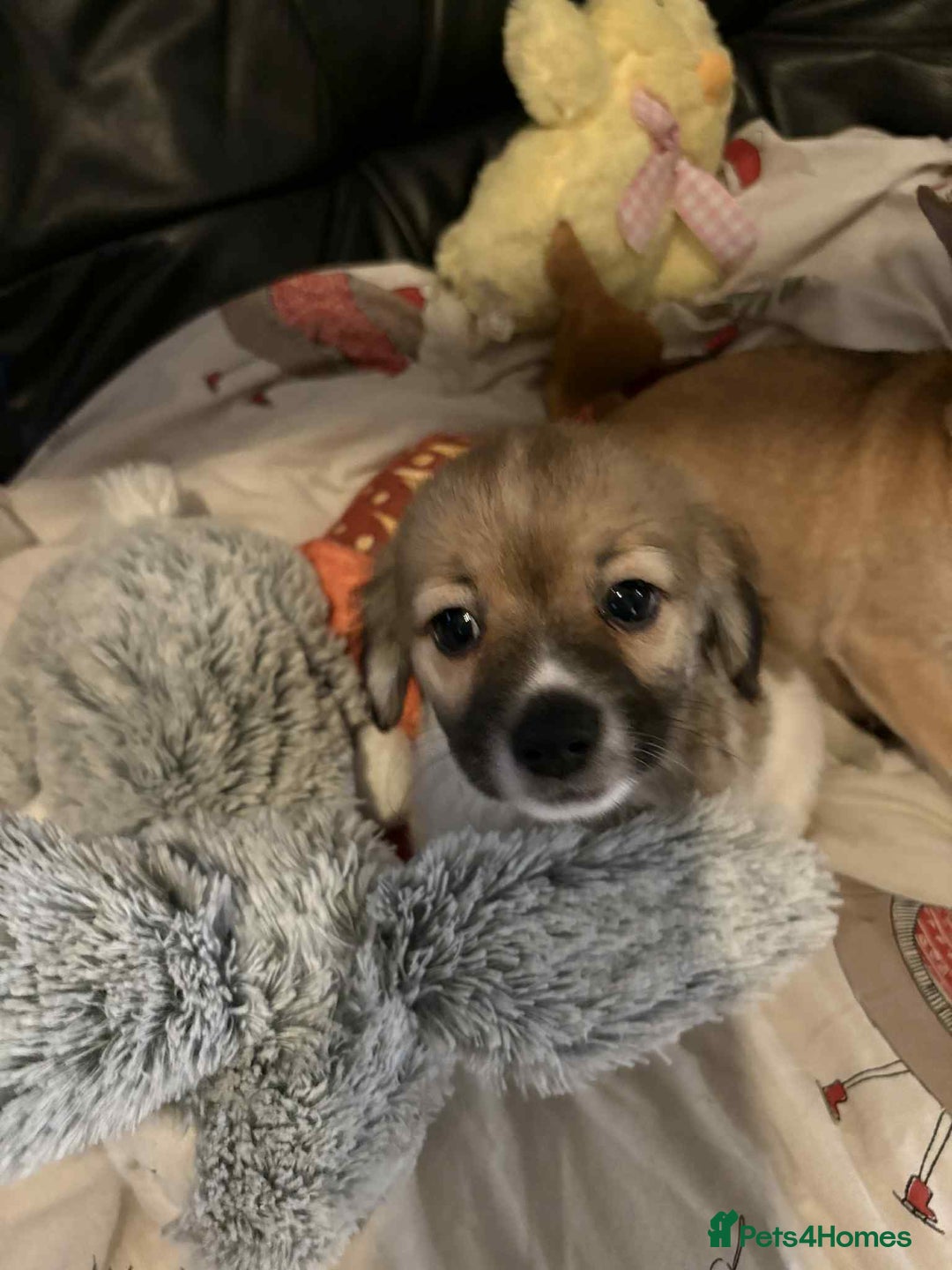 Mixed Breed dogs for sale: stunning little chishi  - Image 2