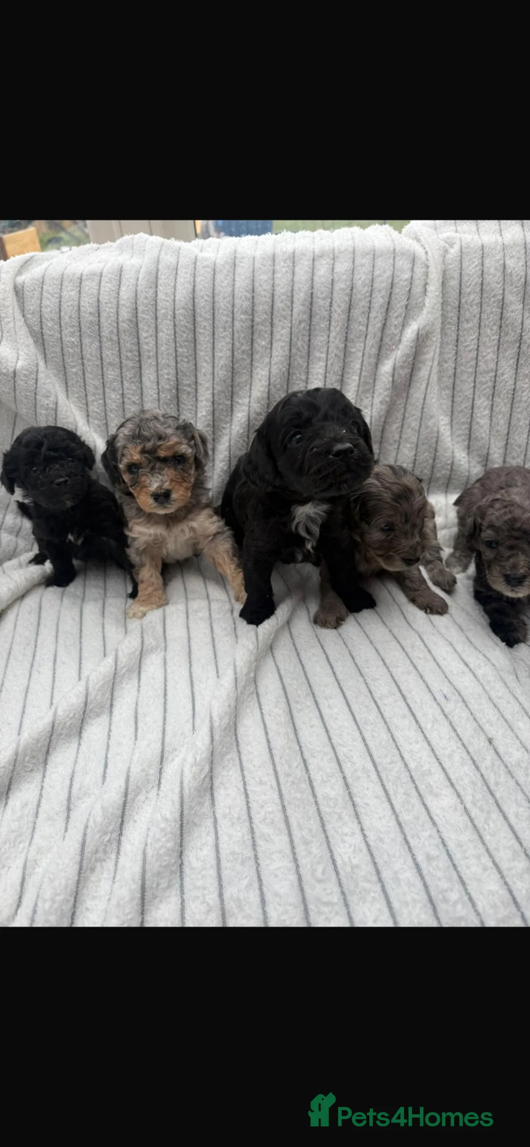 Cavapoo dogs for sale: 🐾 OUR BEAUTIFUL F1B CAVAPOO PUPPIES ARE HERE! 🐾 - Advert 1