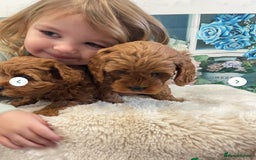 Cavapoo dogs for sale: 7 perfect f1b cavapoo’s. Fully dna & health clear. - Image 4