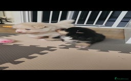 Pomsky dogs for sale: Heavenly Pomskies Puppies  - Image 22