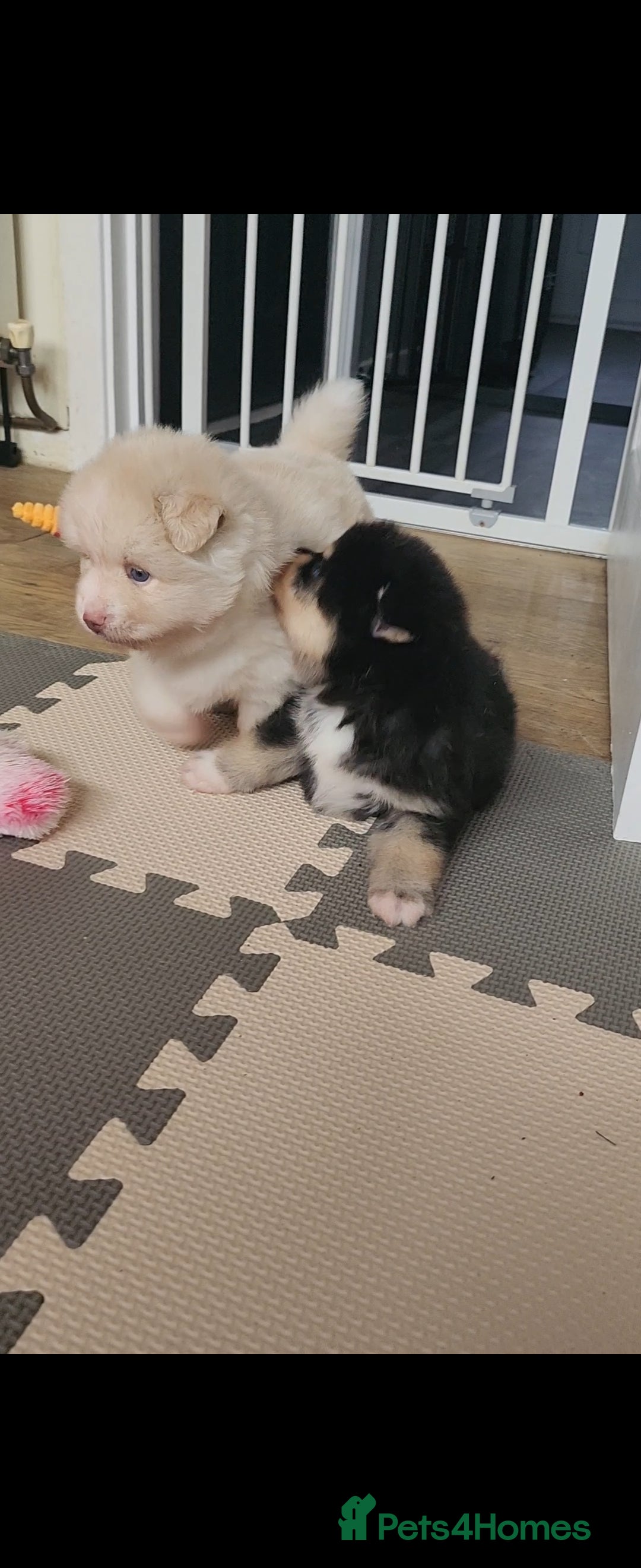 Pomsky dogs for sale: Heavenly Pomskies Puppies  - Image 22
