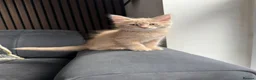 Mixed Breed cats for sale: Half Maine Coon kitten  - Advert 4