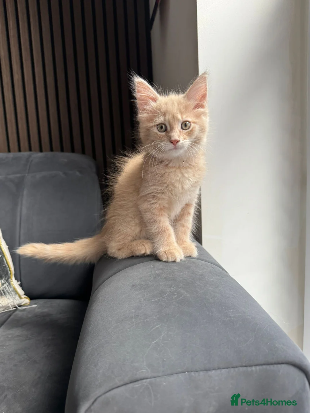 Mixed Breed cats for sale: Half Maine Coon kitten  - Advert 4