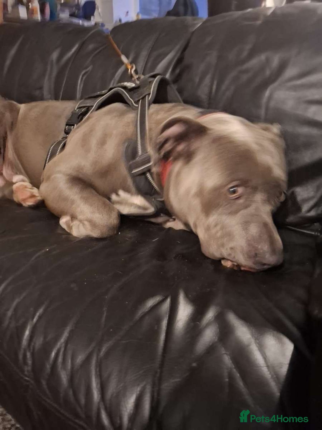 American Bully dogs for sale: FOR SALE Xi Bully Blue/ Grey color   - Advert 4