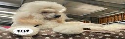 Standard Poodle dogs for stud: Proven Black and Cream Standard Poodles for stud - Advert 5