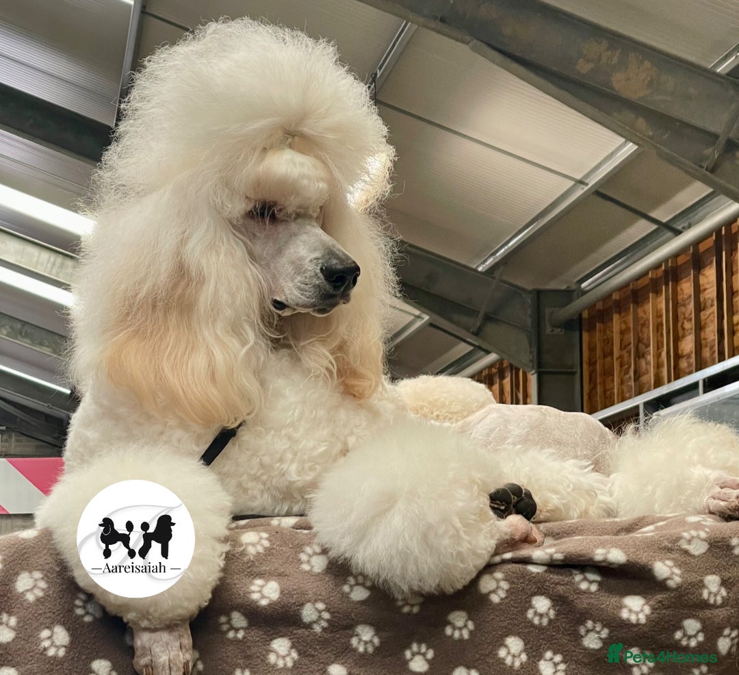 Standard Poodle dogs for stud: Proven Black and Cream Standard Poodles for stud - Advert 5