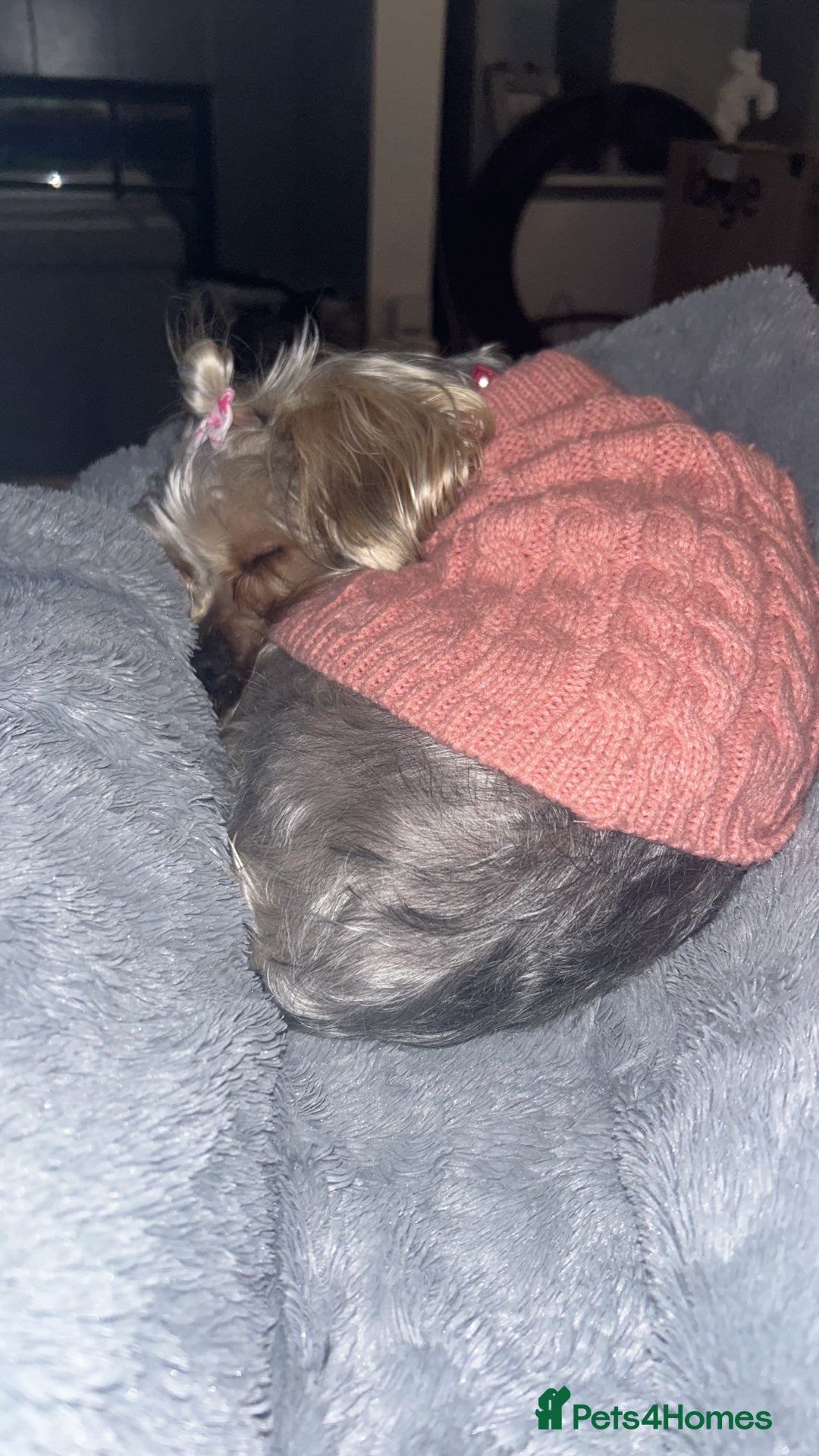 Yorkshire Terrier dogs for sale: Yorkshire Terrier, Female - Full Sized - 1yr old  - Advert 14