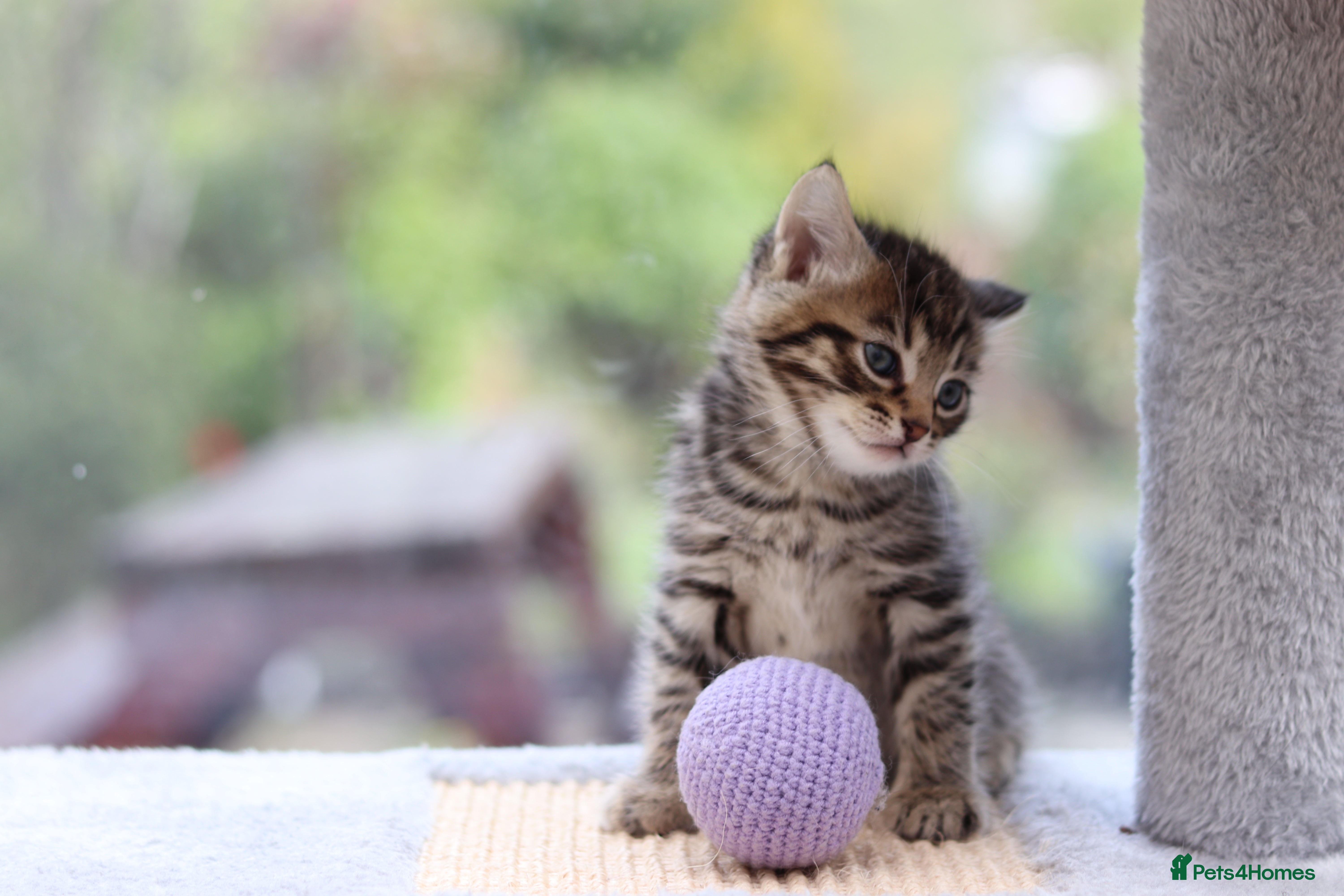 Domestic Shorthair cats Beautiful Kittens - Advert 1