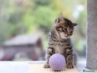 Domestic Shorthair cats Beautiful Kittens - Advert 1