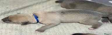 Mixed Breed blue 