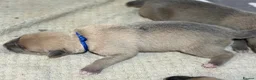Mixed Breed dogs for sale: German shepherd x American bully puppy’s  - Advert 8