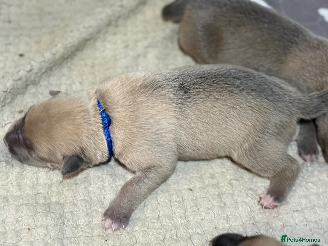 Mixed Breed dogs for sale: German shepherd x American bully puppy’s  - Advert 8