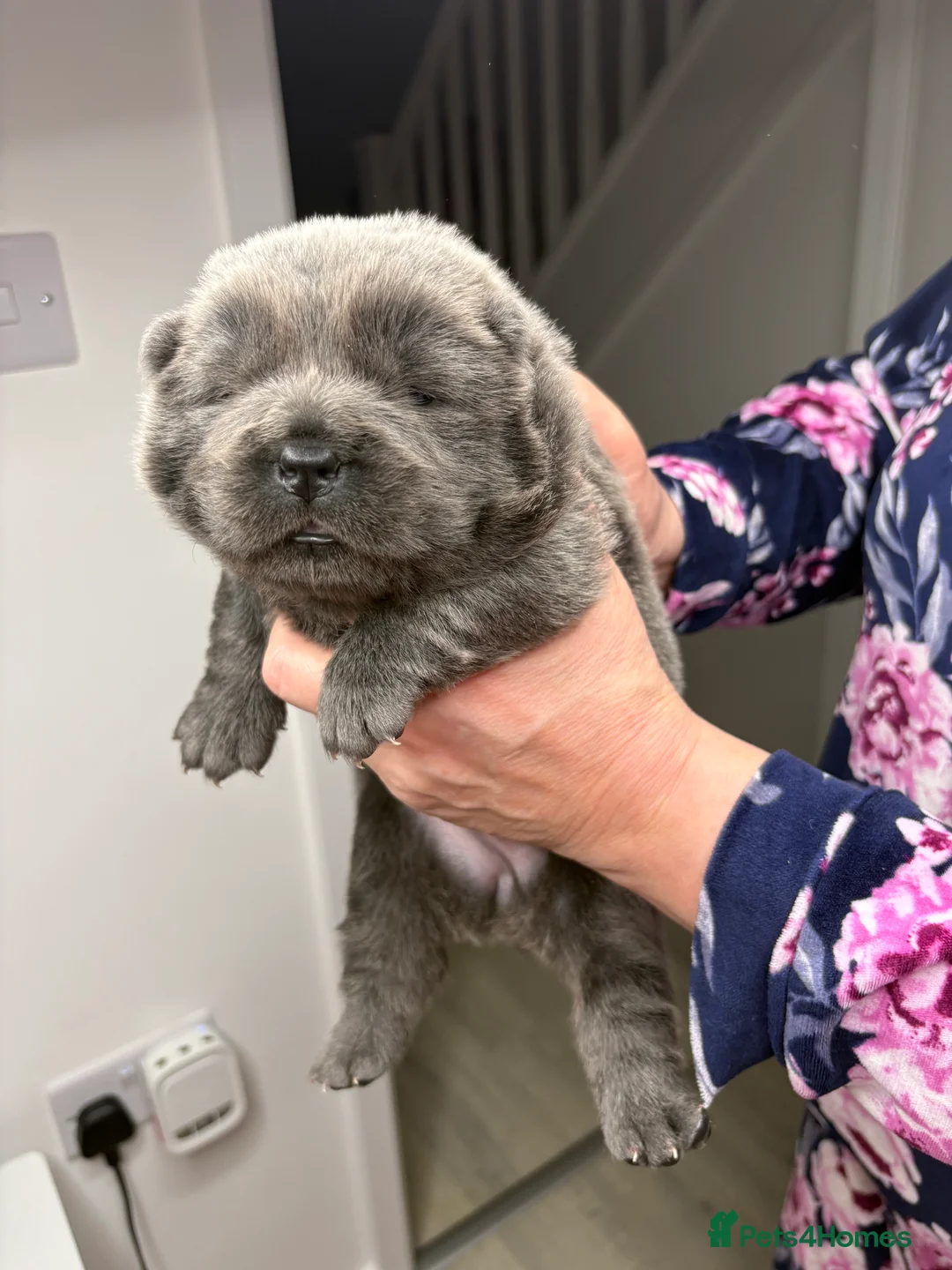 Chow Chow dogs for sale: 4 gorgeous chow chow’s - Advert 5