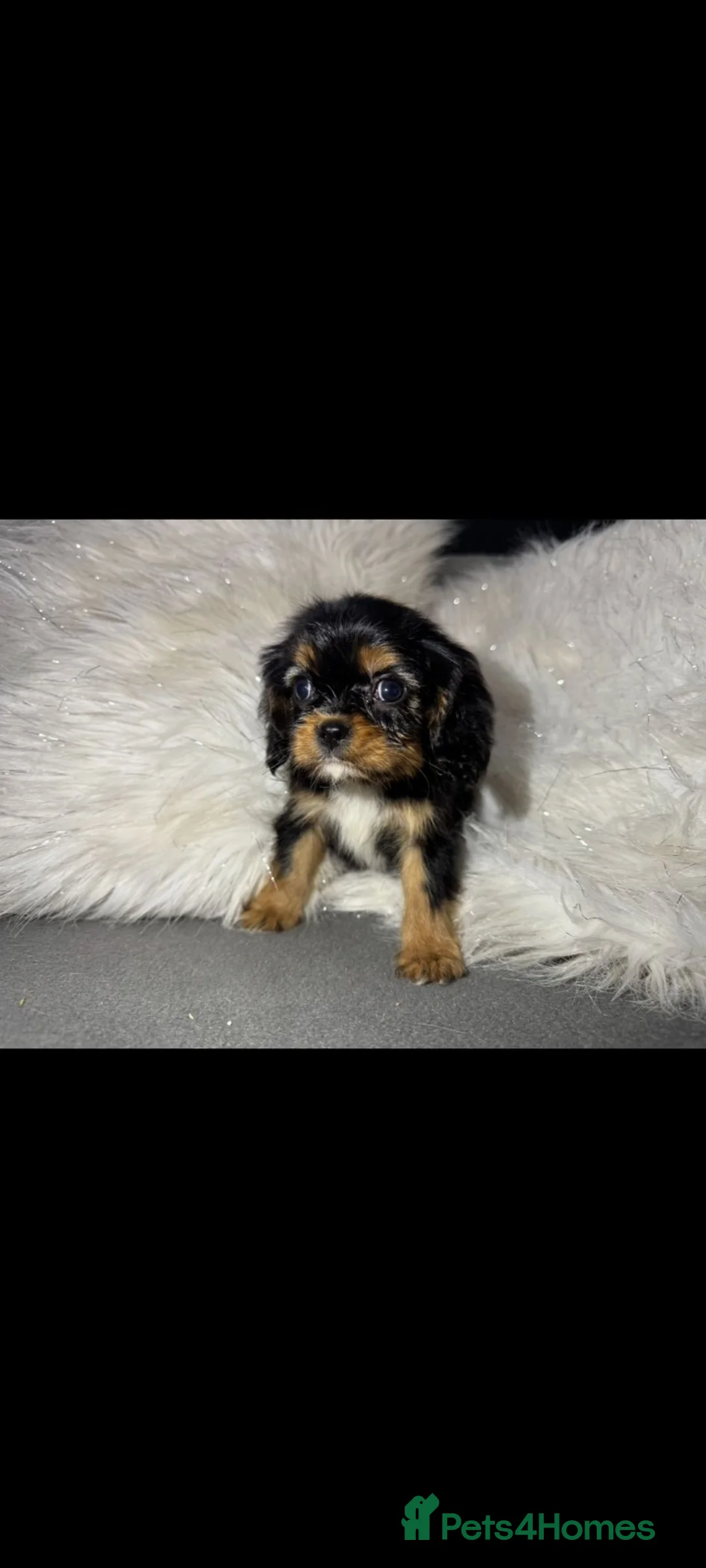 Cavalier King Charles Spaniel dogs for sale: Cavalier King Charles Spaniel in Knottingley - Advert 4