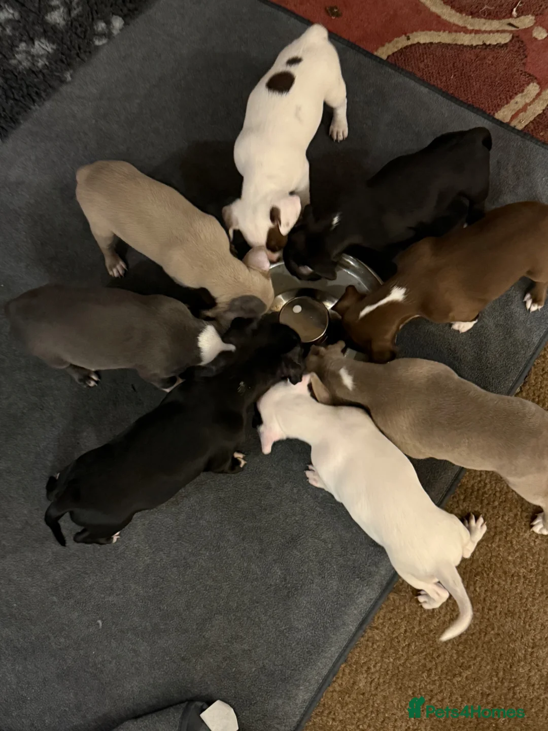 Mixed Breed dogs for sale: French bulldog/ cocker spaniel Just born  - Advert 1