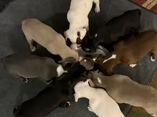 Mixed Breed dogs French bulldog/ cocker spaniel Just born - Advert 4