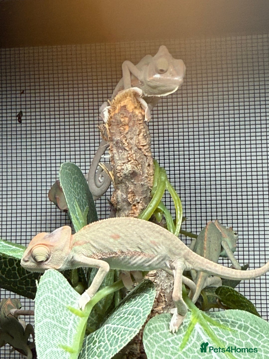 Chameleon reptiles for sale: Baby Yemen chameleons - Advert 4