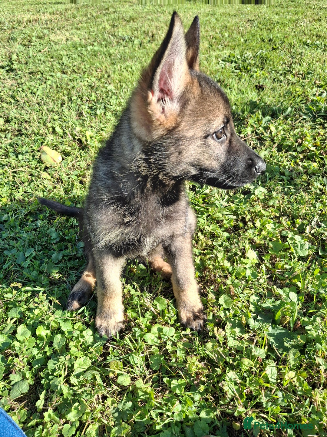German Shepherd dogs for sale: 🌟Stunning KC Registered German Shepherd Pups🌟 - Image 5