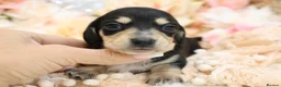 Miniature Dachshund dogs for sale: KC Miniature Dachshund Puppies - Advert 33