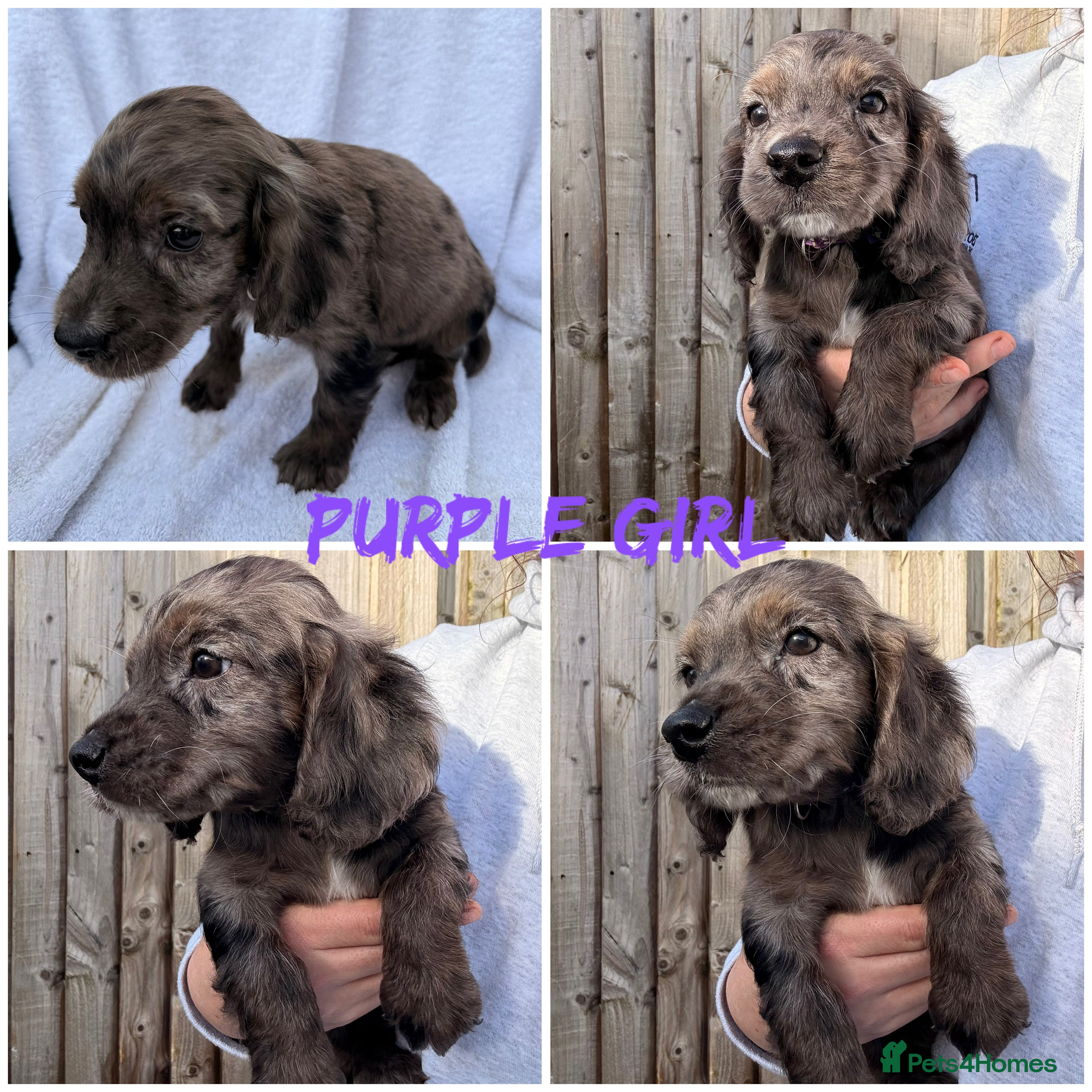 Cocker Spaniel dogs ⭐️READY TO LEAVE ONLY PURPLE AVAILABLE ⭐️ - Advert 13